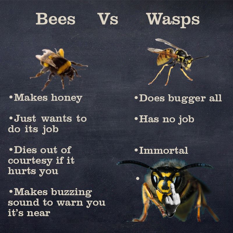 Bee как читается. Wasp аббревиатура. Wasps vs Bees. Bee and Wasp. Wasp программа.