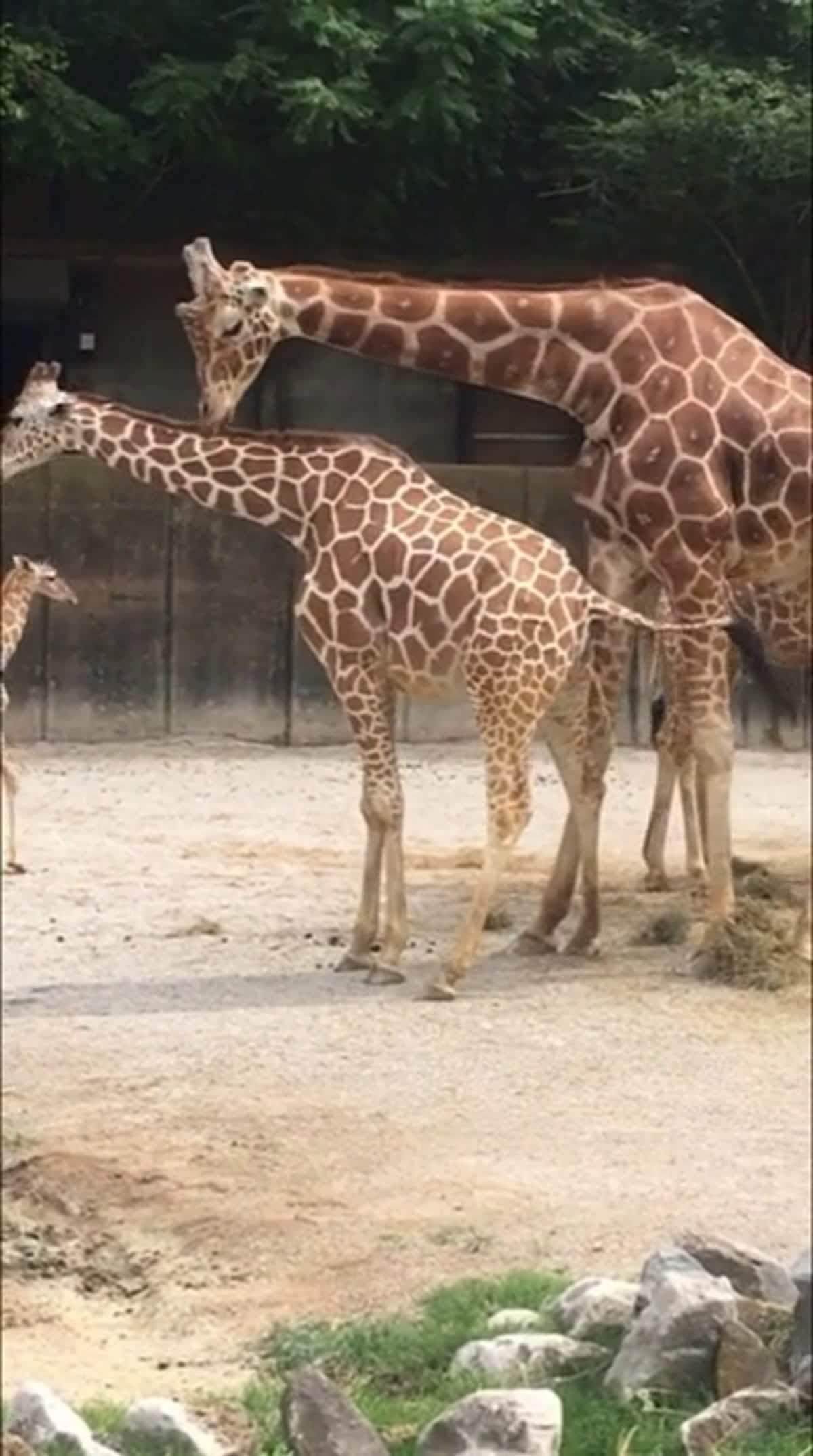 член у жирафа длина фото 57