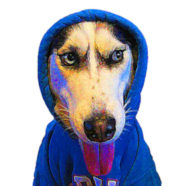 Profile picture of HoodieDog